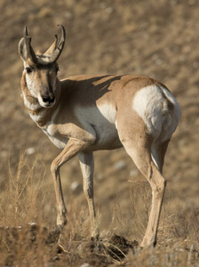 pronghorn